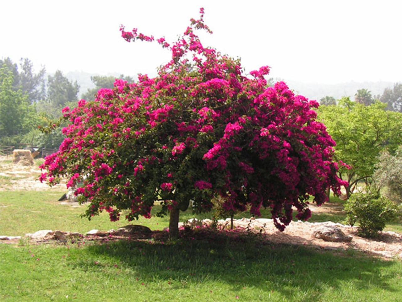 Amikam Meshek 81 משק 81 עמיקם Villa Екстериор снимка