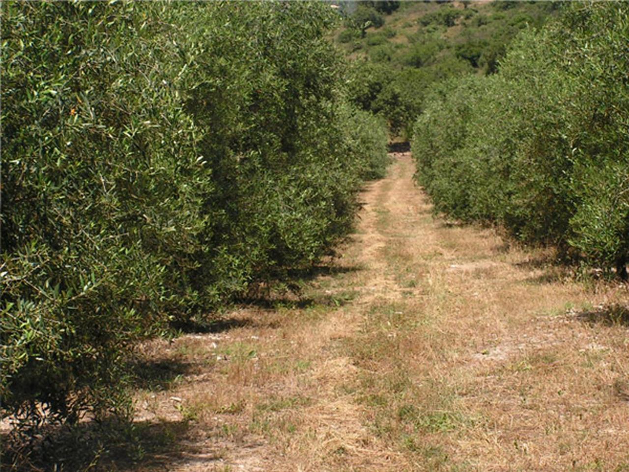 Amikam Meshek 81 משק 81 עמיקם Villa Екстериор снимка